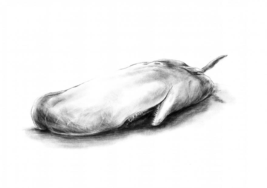 schets potvis Valentijn door Penelope Deltour