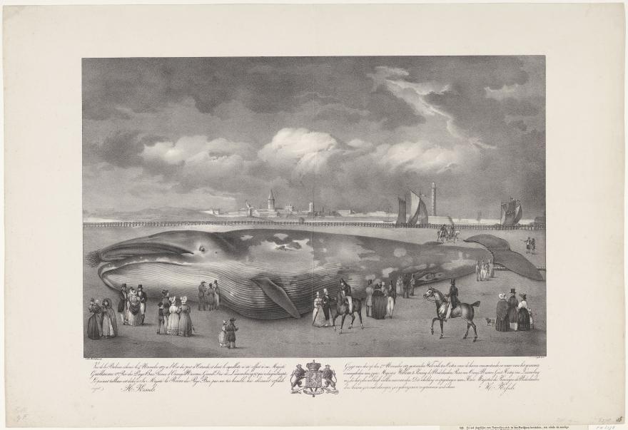 De andere lithografie van de hand van Van Cuyck, ‘Gezigt van den op 4 November 1827, gestranden Walvisch, ten Oosten van de haven van Oostende’ toont de gestrande vinvis voor aanvang van de dissectie.